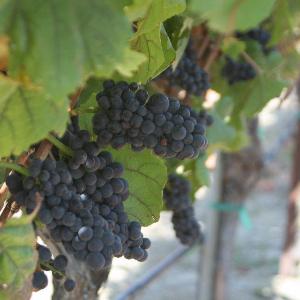 Artesa Vineyards & Winery photo