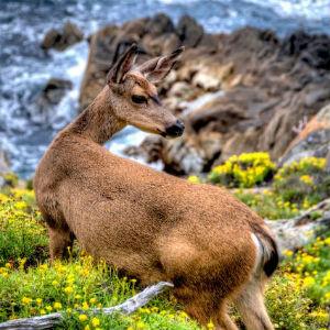 Point Lobos State Natural Reserve photo