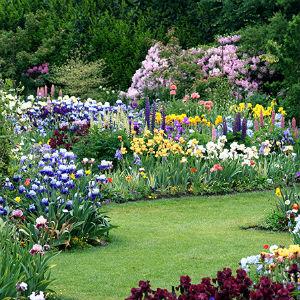 Horton Iris Garden photo