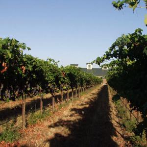 Berghold Vineyards & Winery photo