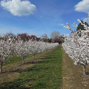 Johnson's Orchards photo