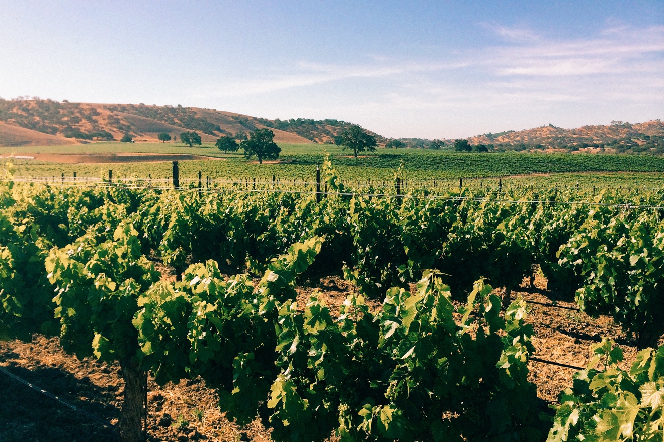 vineyard overlooking hills