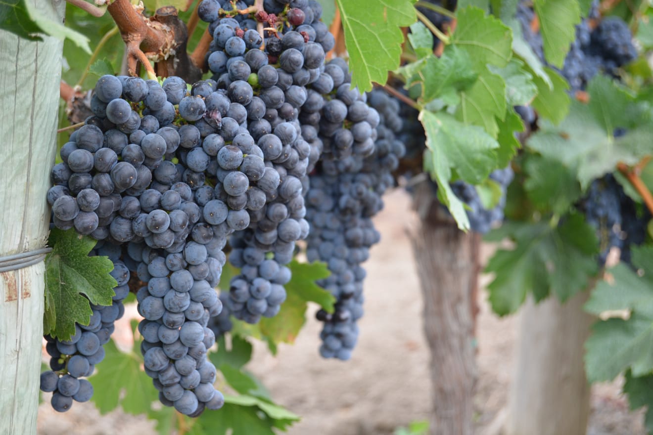 Ripe grapes on a vine