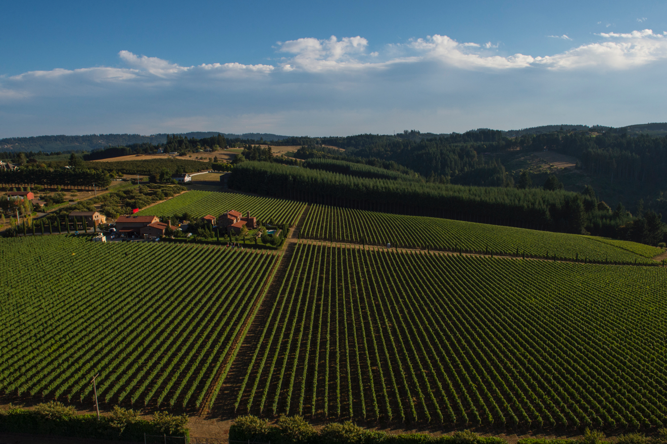 aerial view of vineyard