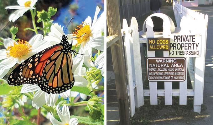 monarch-grove-butterfly-sanctuary-680