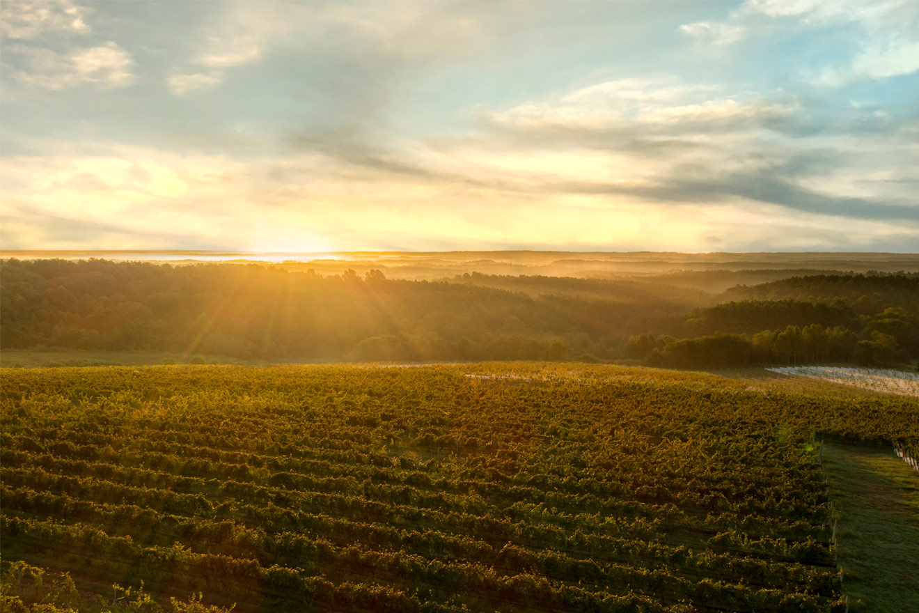 Sunset view on a vineyard