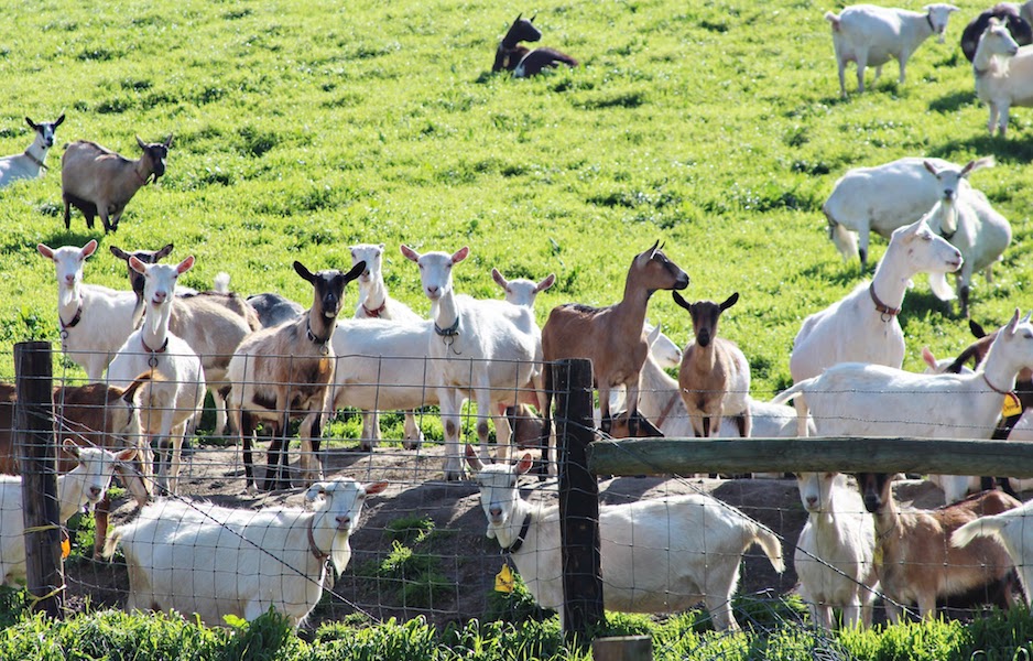 goats in a pen